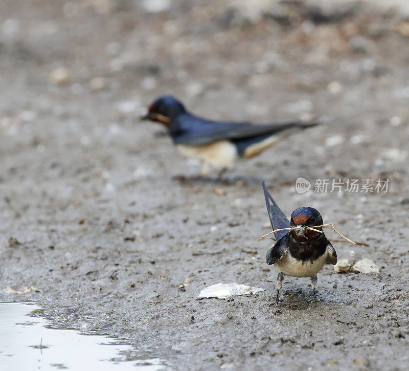 小燕子(Hirundo rustica)为它的巢收集泥土